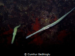 Fistularia commersonii
Bluespotted cornetfish by Cumhur Gedikoglu 